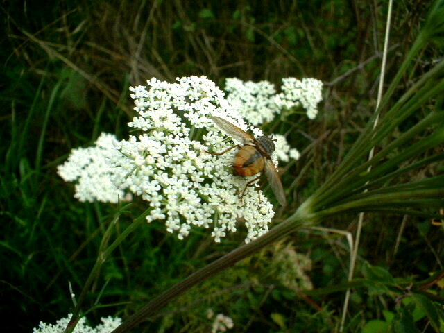 Eristalis jugorum e Tachina fera